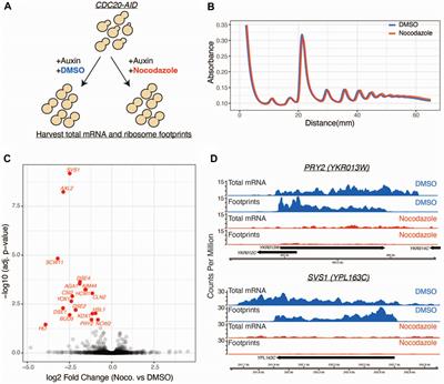 Microtubule integrity regulates budding yeast RAM pathway gene expression
